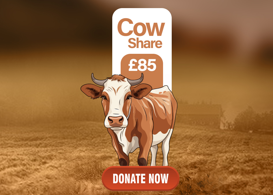 cow share11.jpg
