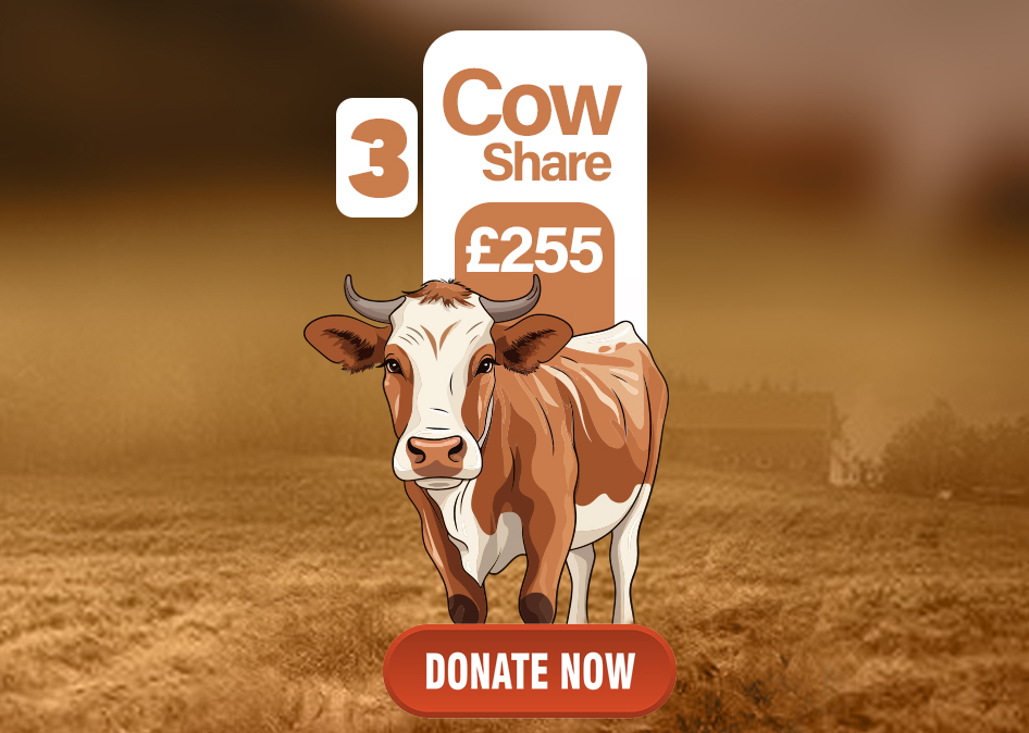 cow share113.jpg (1)