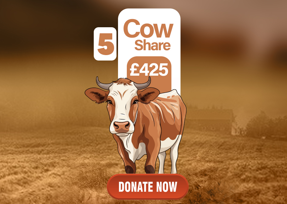 cow share115.jpg