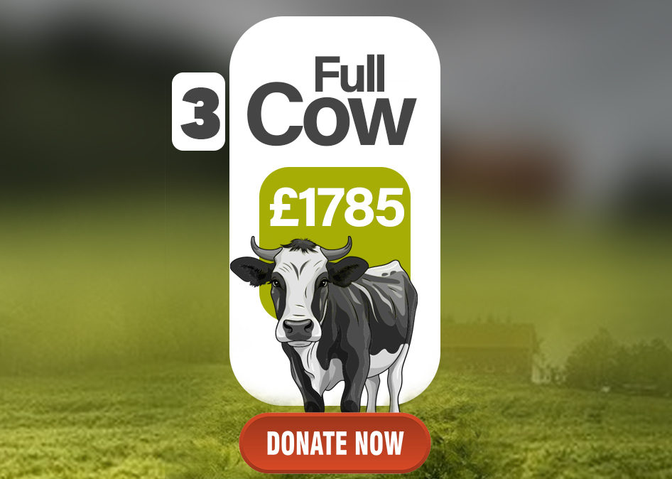 full cow13.jpg