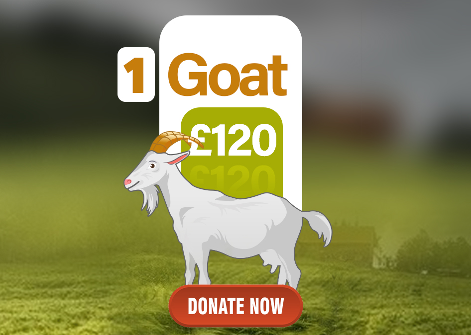 goat11.jpg