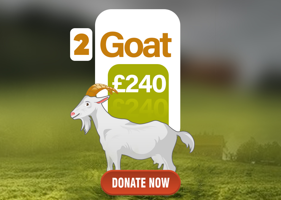 goat112.jpg